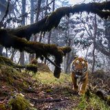 Emmanuel Rondeau / Wildlife Photographer of the Year