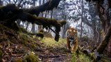 Emmanuel Rondeau / Wildlife Photographer of the Year