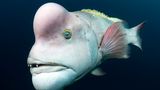 Tony Wu / Wildlife Photographer of the Year