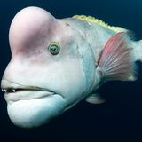 Tony Wu / Wildlife Photographer of the Year