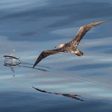 Sue Forbes / Wildlife Photographer of the Year