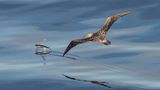 Sue Forbes / Wildlife Photographer of the Year