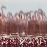 Paul Mckenzie / Wildlife Photographer of the Year