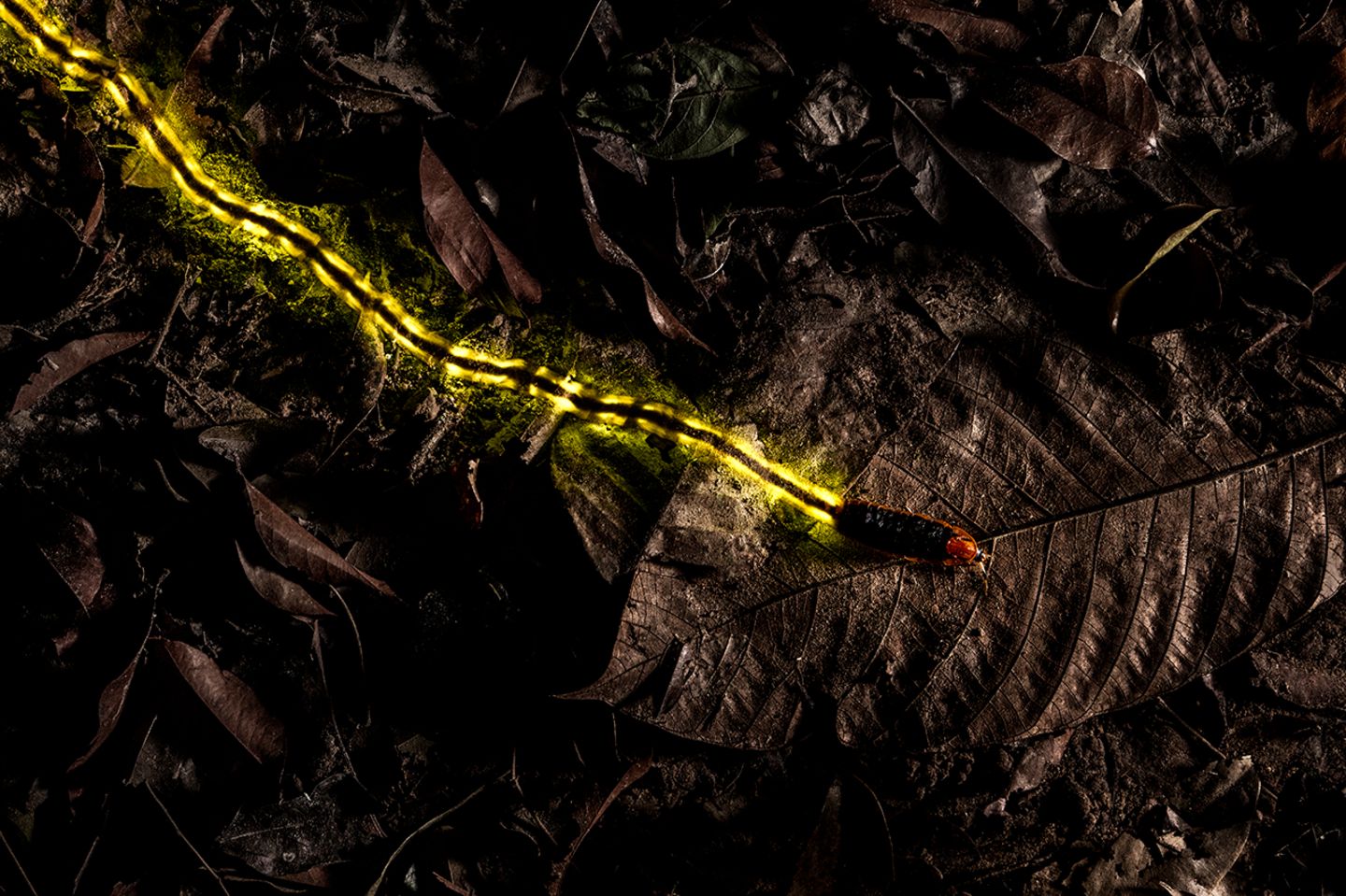 Christian Wappl / Wildlife Photographer of the Year