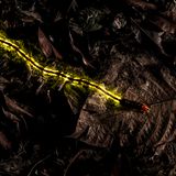 Christian Wappl / Wildlife Photographer of the Year