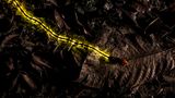 Christian Wappl / Wildlife Photographer of the Year