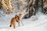Julius Kramer / Wildlife Photographer of the Year