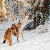 Julius Kramer / Wildlife Photographer of the Year