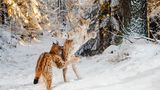 Julius Kramer / Wildlife Photographer of the Year
