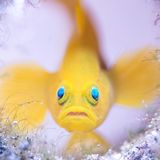 Wayne Jones / Wildlife Photographer of the Year