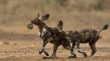 Nicholas Dyer / Wildlife Photographer of the Year