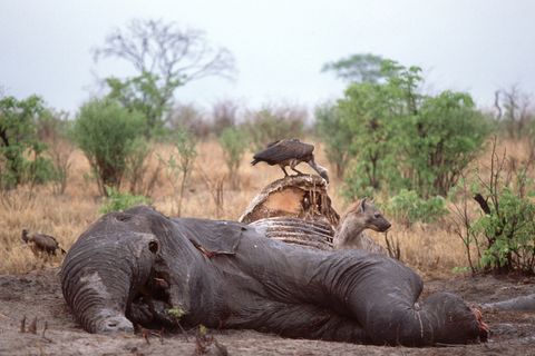 Botswana: Gewilderter Afrikanischer Elefant