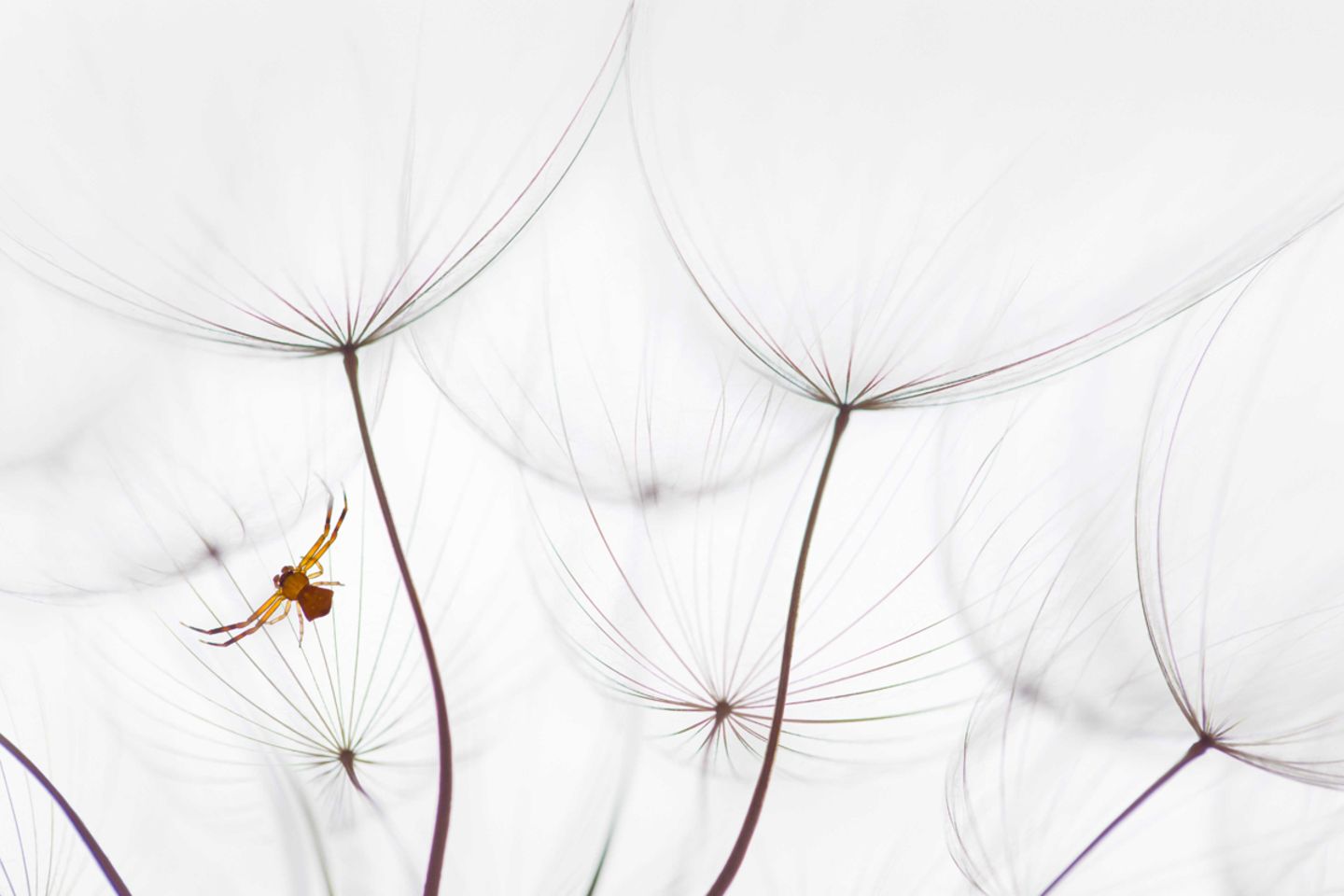 Spinne im Wiesen-Bocksbart