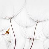 Spinne im Wiesen-Bocksbart