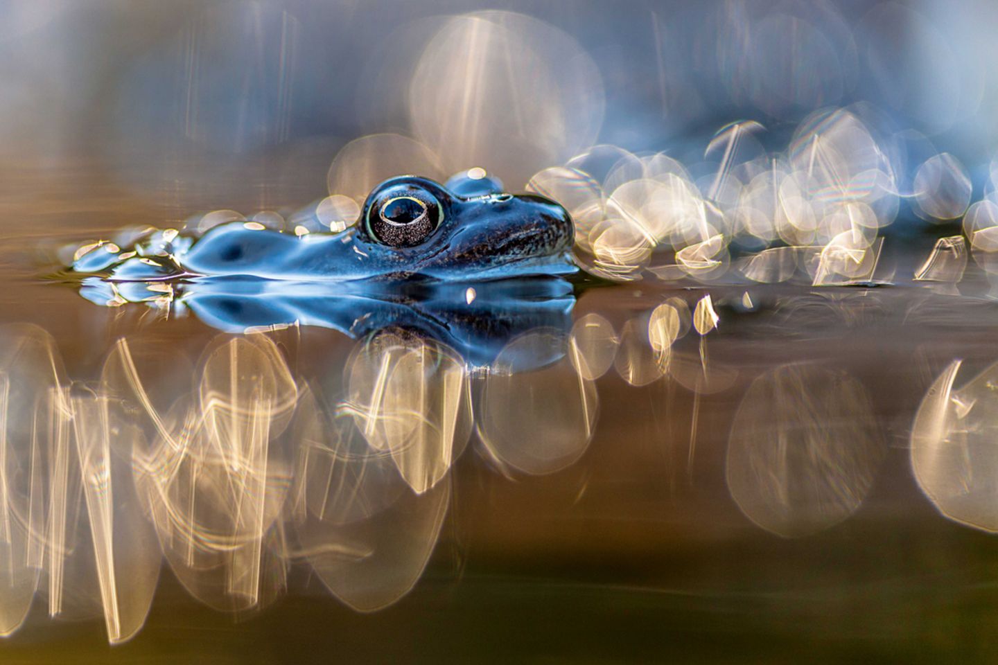 Grasfrosch