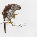 Der Habicht präsentiert sich in seiner vollen Pracht und Eleganz.