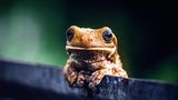 Frosch