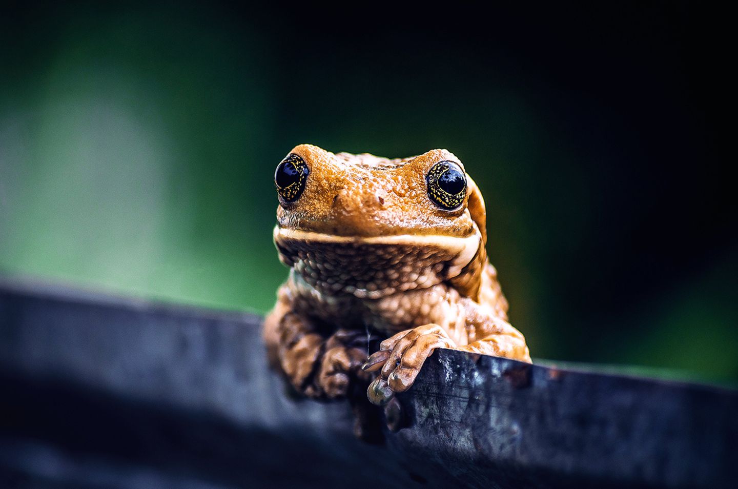 Frosch