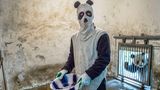 Ami Vitale - Pandas