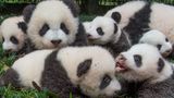 Ami Vitale - Pandas