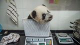 Ami Vitale - Pandas