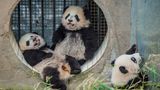 Ami Vitale - Pandas