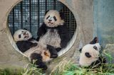 Ami Vitale - Pandas