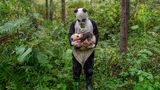 Ami Vitale - Pandas