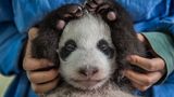 Ami Vitale - Pandas