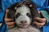 Ami Vitale - Pandas