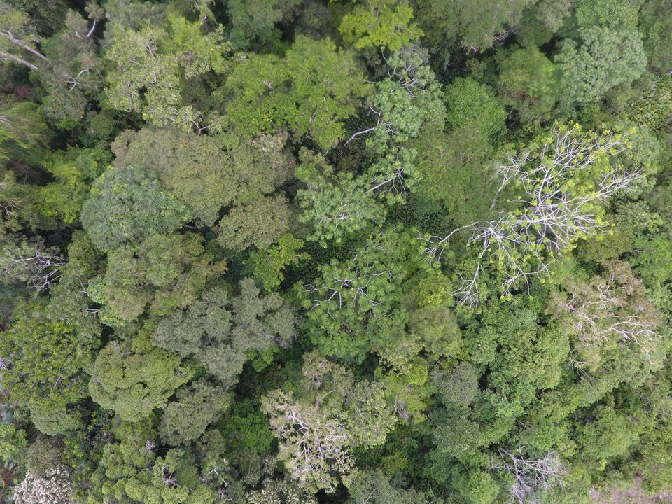 Ecuador: Diese Drohnen-Aufnahme aus 75 Meter Höhe zeigt die Baumvielfalt eines Regenwaldareals in der Nähe von Tena Ecuador: Diese Drohnen-Aufnahme aus 75 Meter Höhe zeigt die Baumvielfalt eines Regenwaldareals in der Nähe von Tena