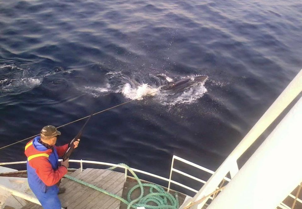 Ein harpunierter Wal wird von einem norwegischen Walfänger erschossen