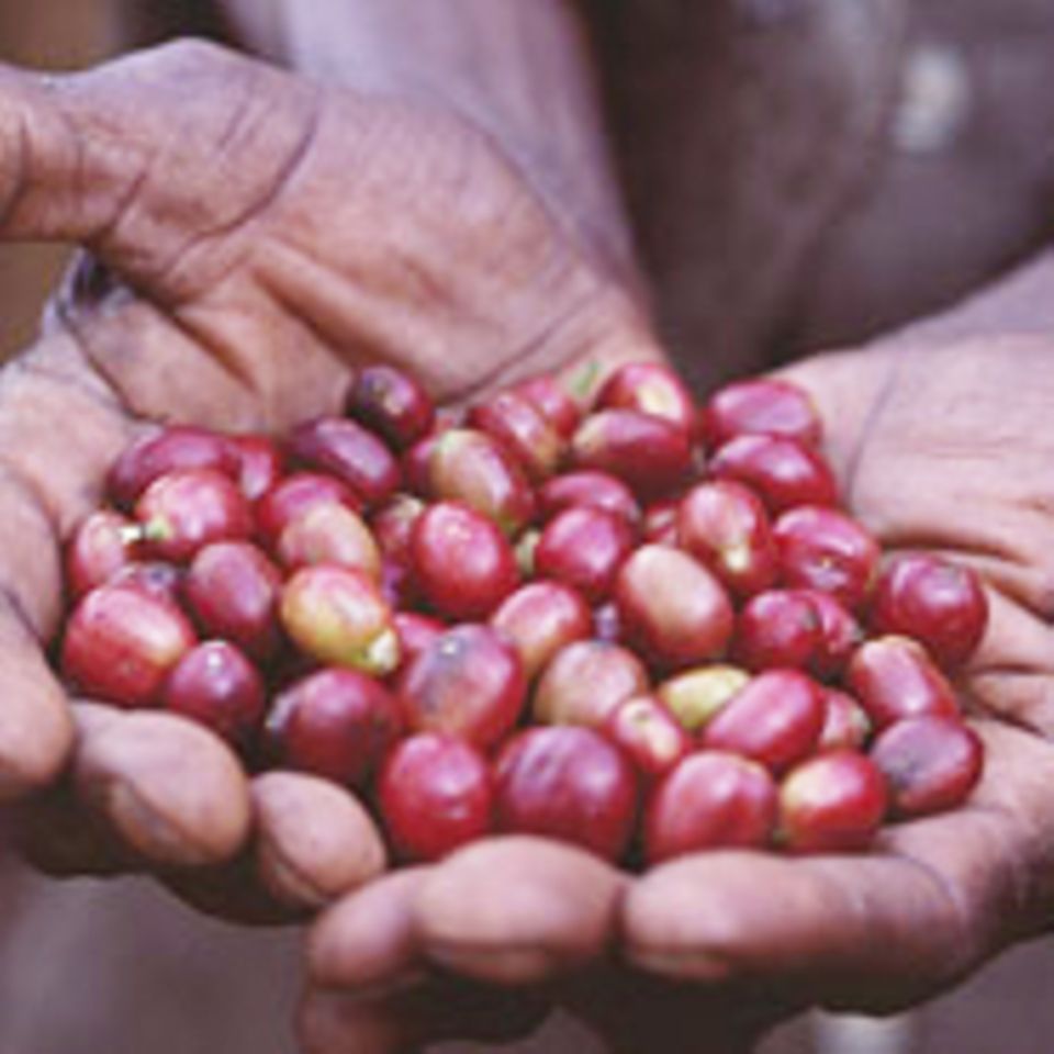 Äthiopien: Rettung für die Kaffeewälder in der Kaffa-Region