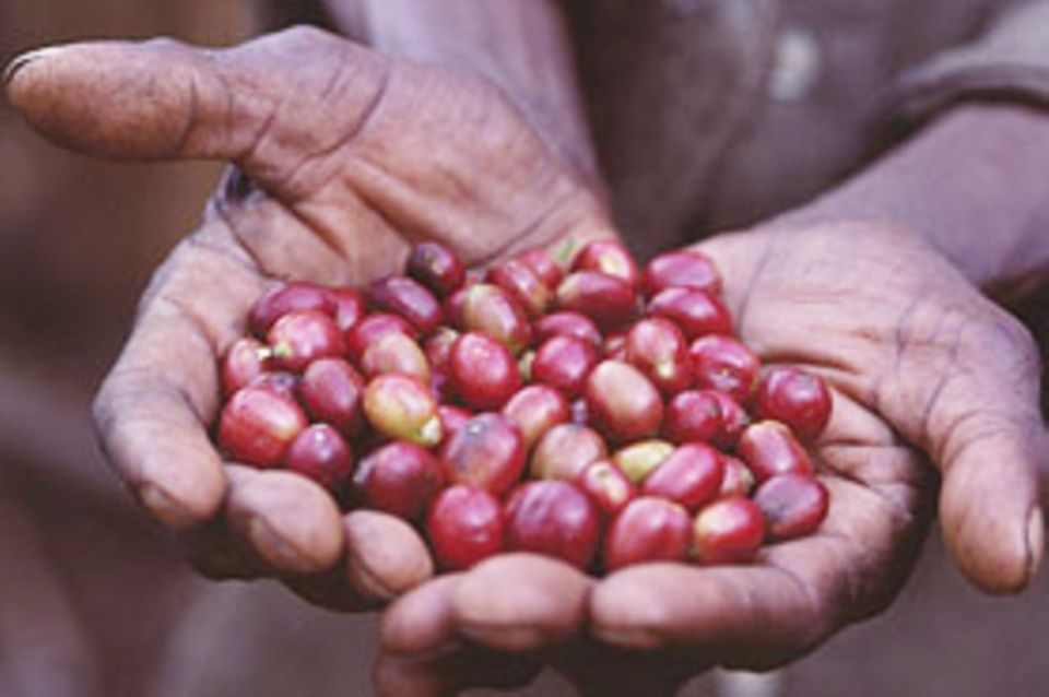 Äthiopien: Rettung für die Kaffeewälder in der Kaffa-Region