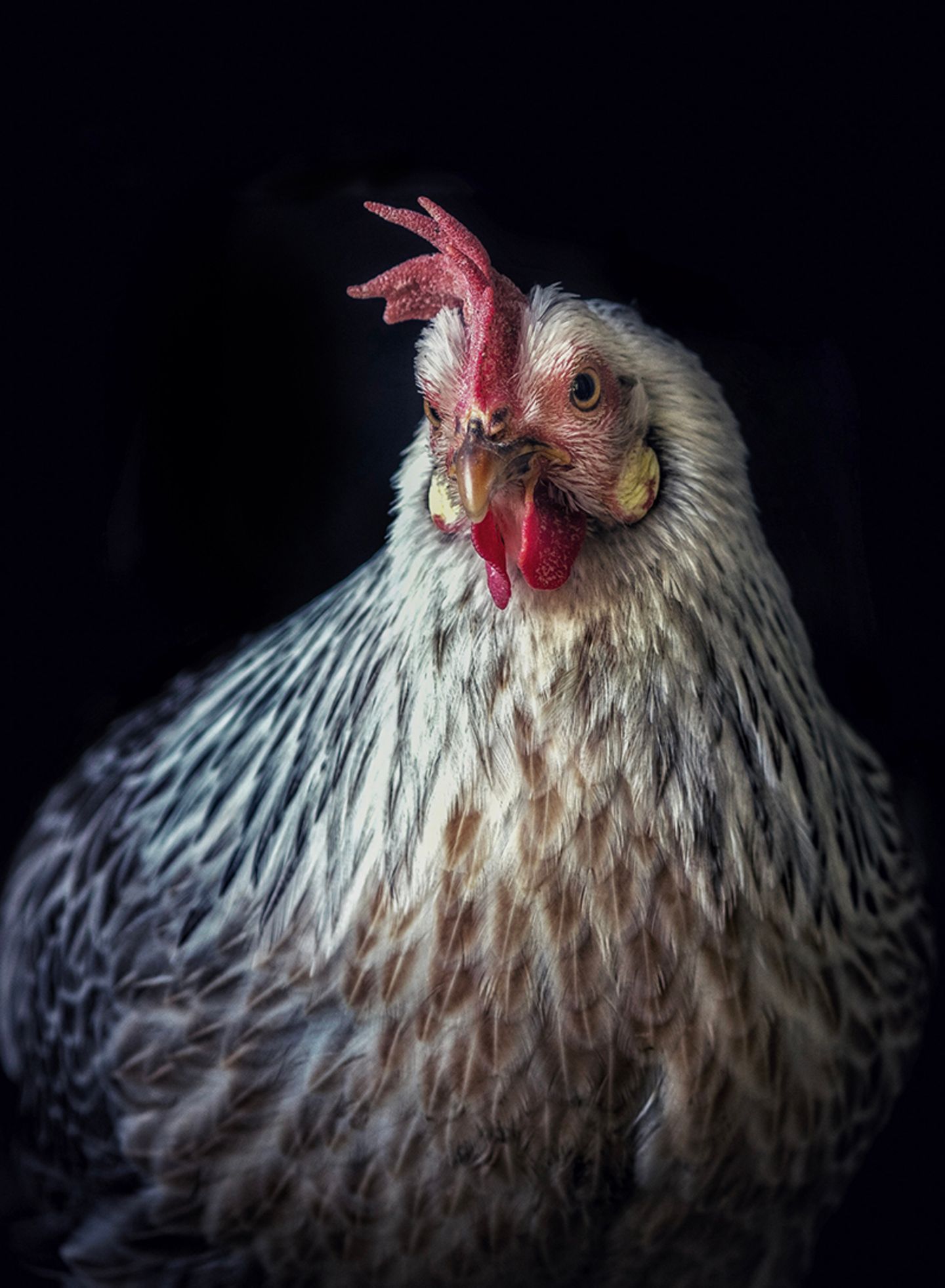 Chicken