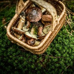 Pilze sammeln mit Bastkörbchen