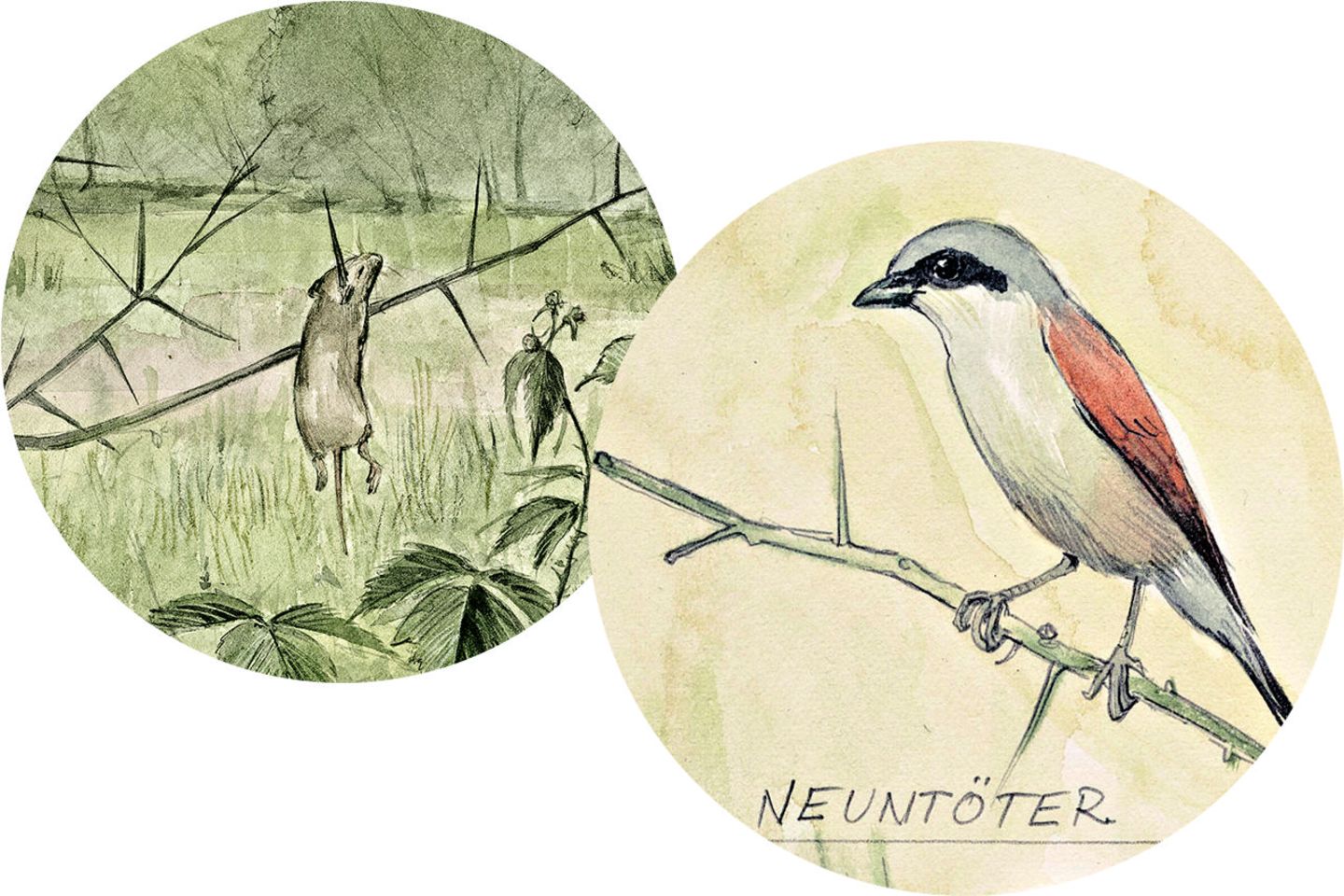 Neuntöter-Vorrat Neuntöter