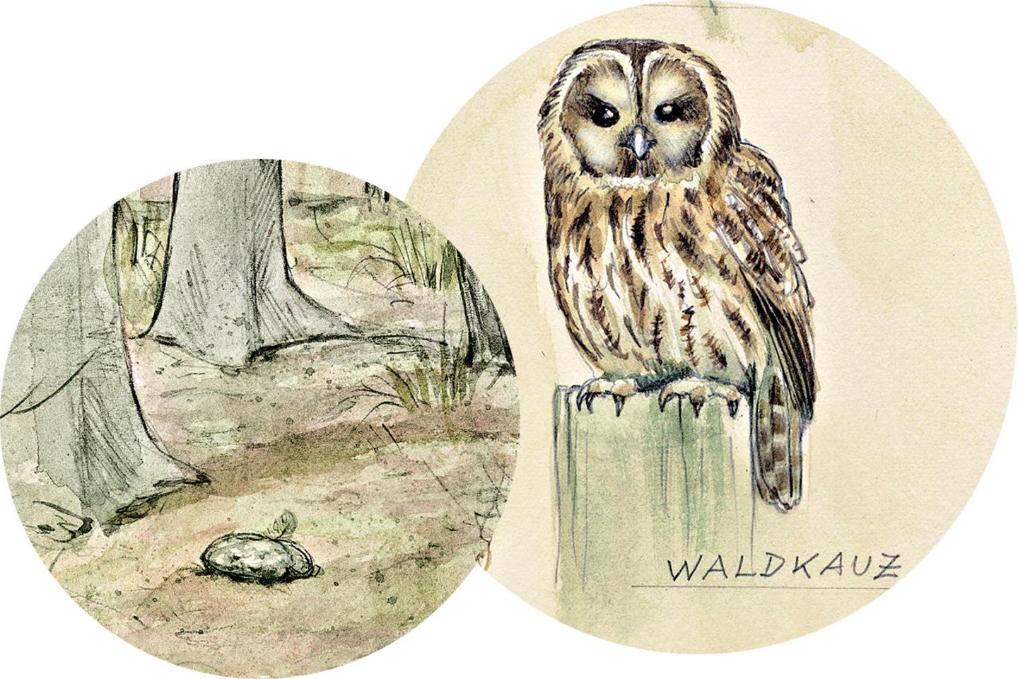 Waldkauz
