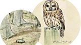 Waldkauz