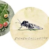 Eichgallenwespe