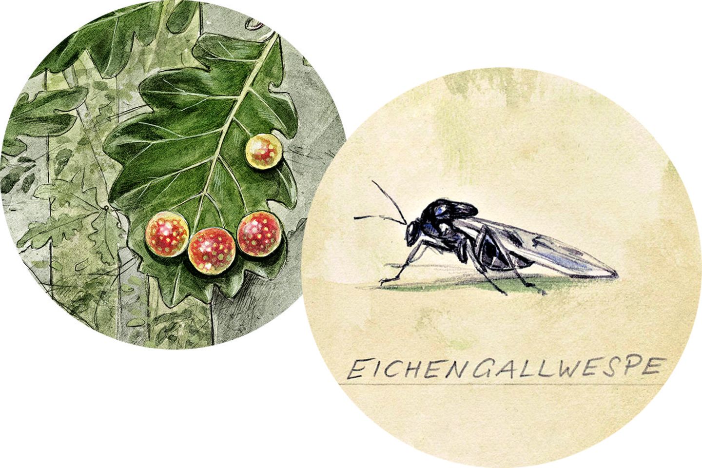 Eichengallapfel Eichgallenwespe