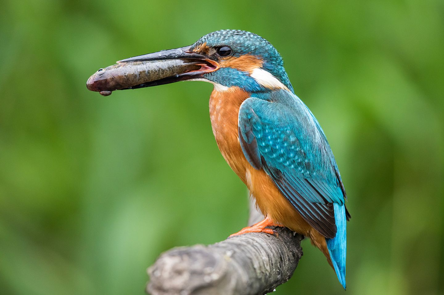 Eisvogel