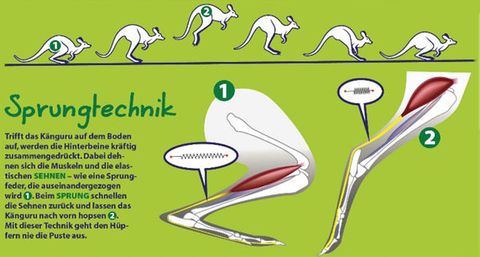 Känguru: Tier-Steckbrief im Lexikon - [GEOLINO]