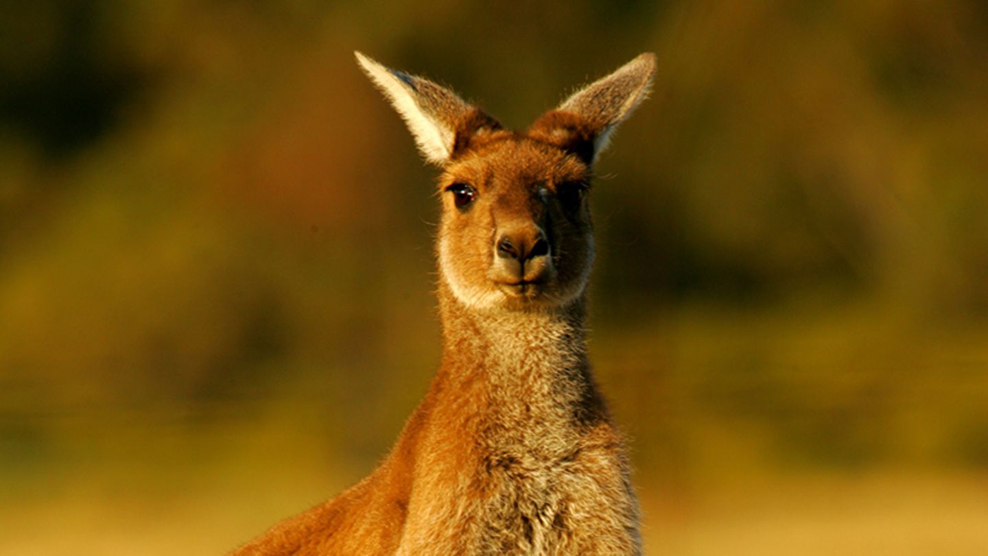 Känguru: Tier-Steckbrief im Lexikon - [GEOLINO]