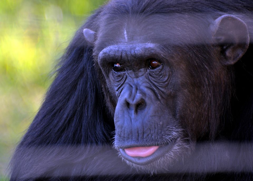 Ausgewachsener Schimpanse