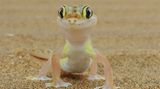 Wüstengecko in Namibia