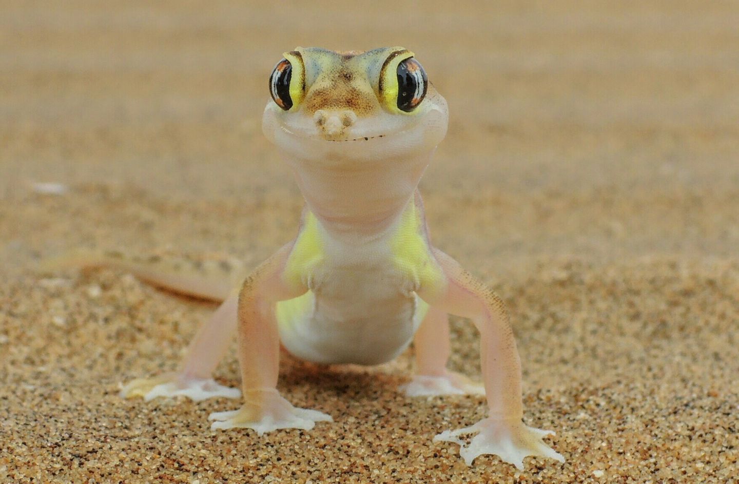 Wüstengecko in Namibia