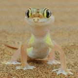 Wüstengecko in Namibia