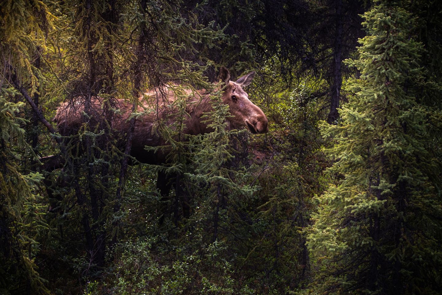 Elch in Alaska