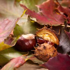 Basteln mit Kastanien